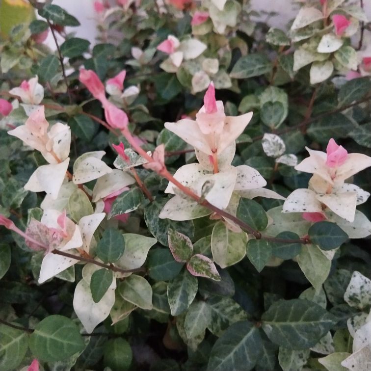 络石图片欣赏(图2)