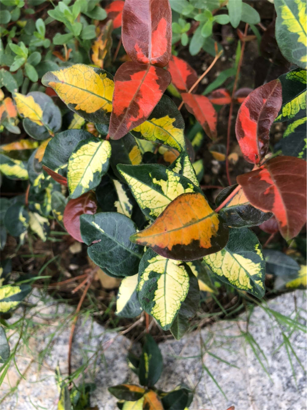 络石图片欣赏(图3)