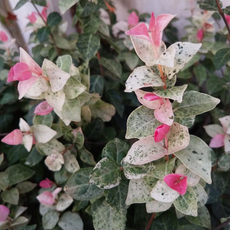 络石图片欣赏(图5)