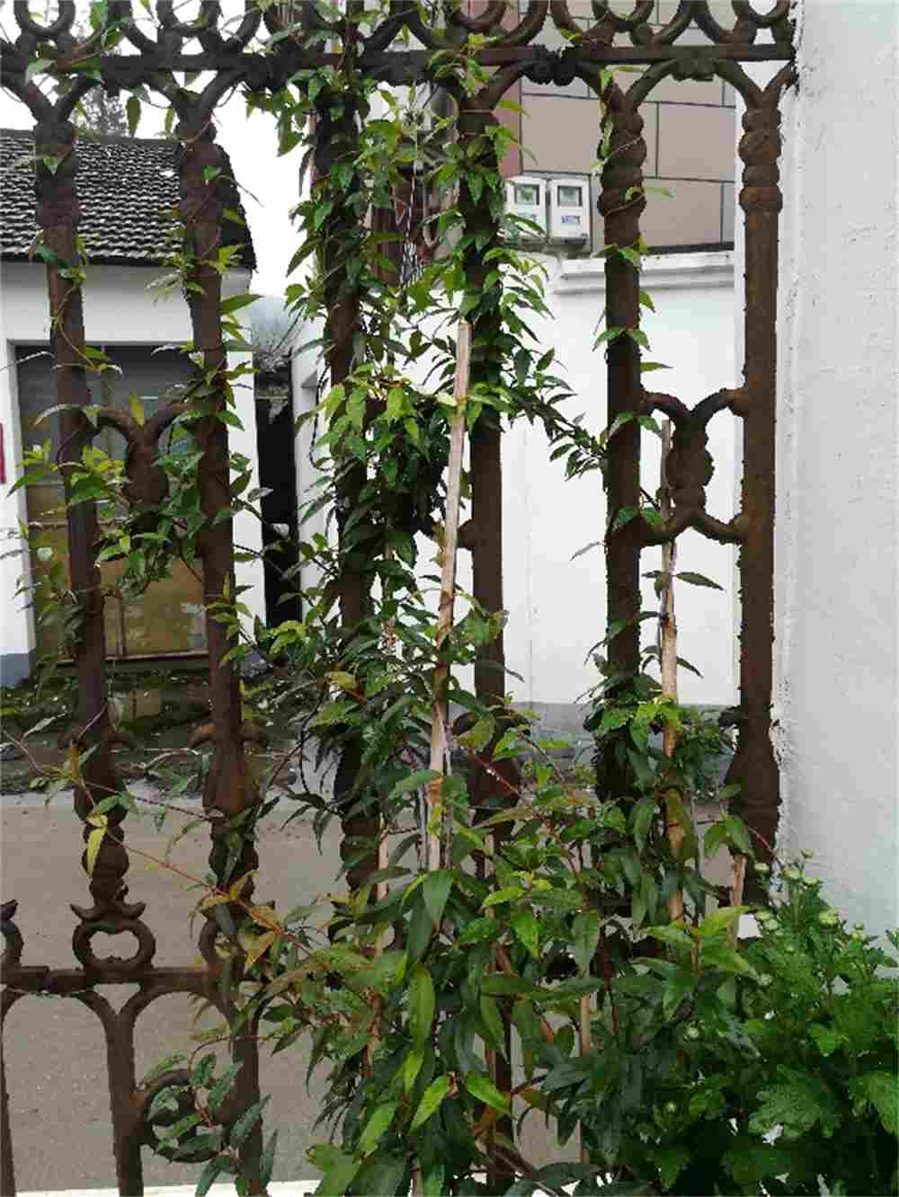 来自法国的浪漫——法国香水花(图1)