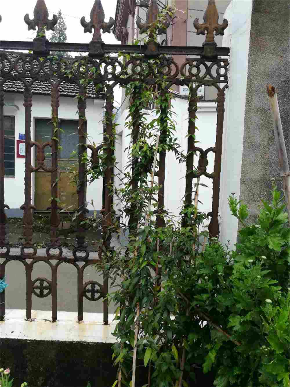 来自法国的浪漫——法国香水花(图2)