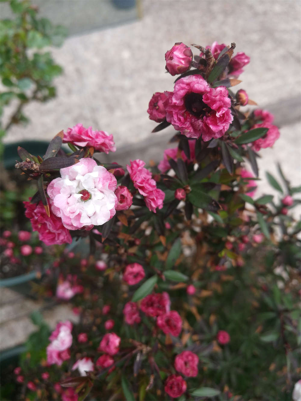 松叶牡丹——松红梅(图1)