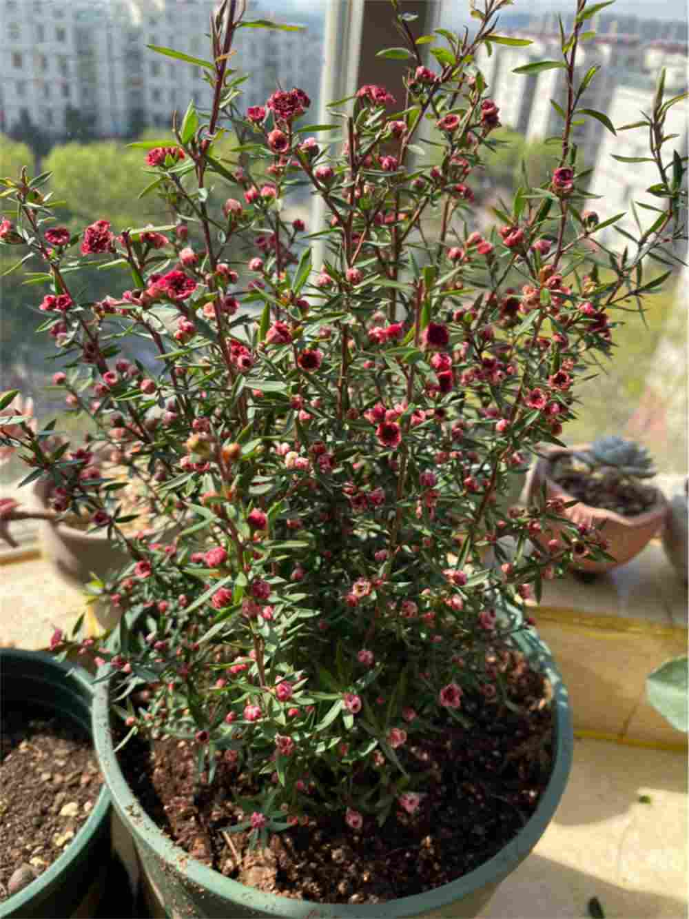 松叶牡丹——松红梅(图3)