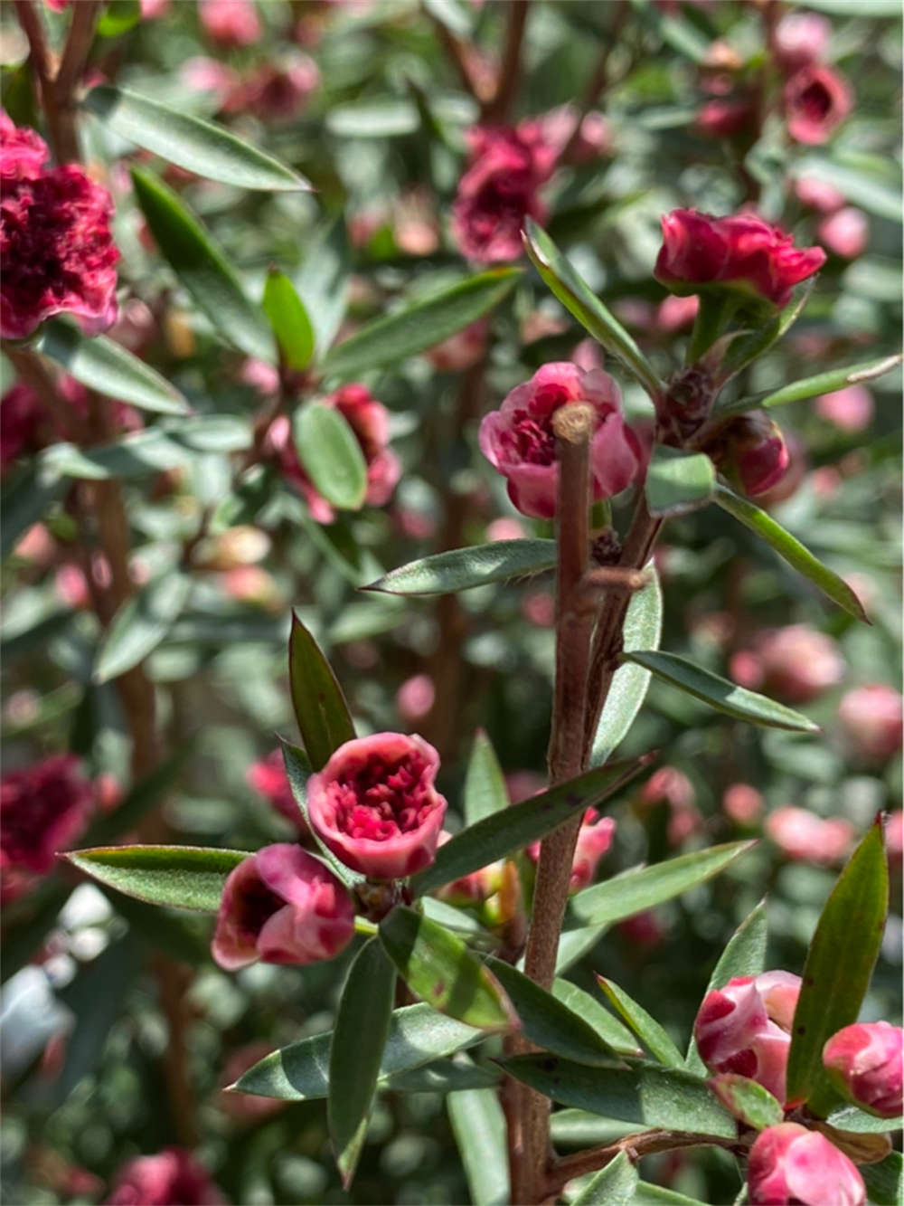 松叶牡丹——松红梅(图4)