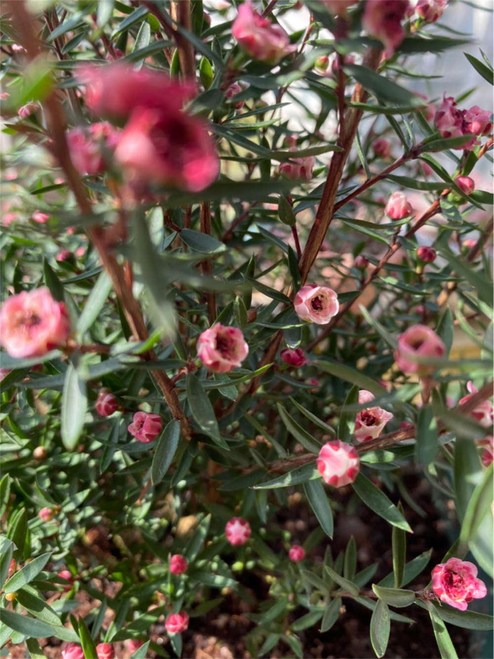 松叶牡丹——松红梅(图5)