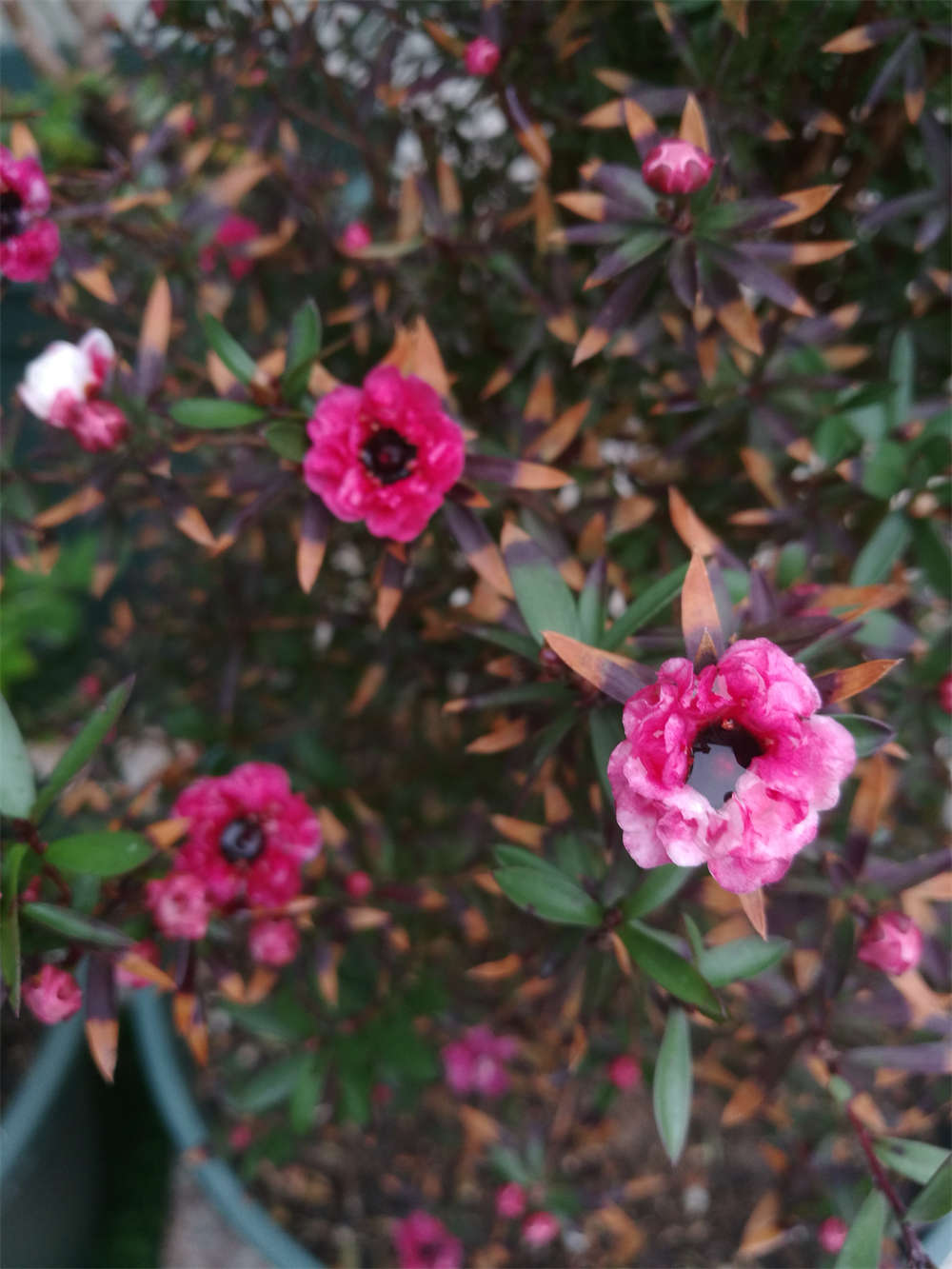 松叶牡丹——松红梅(图6)