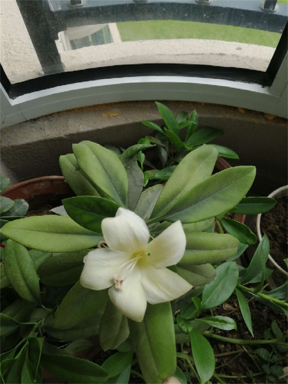 非洲茉莉，以花传情 - 功圣花卉