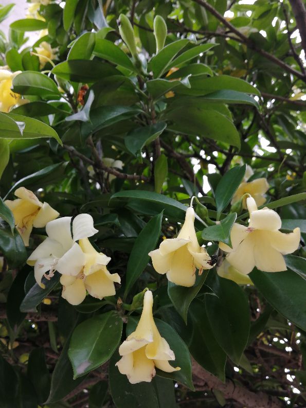 非洲茉莉，以花传情(图2)