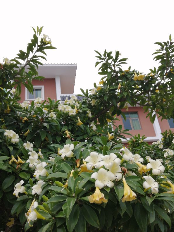 非洲茉莉，以花传情(图3)