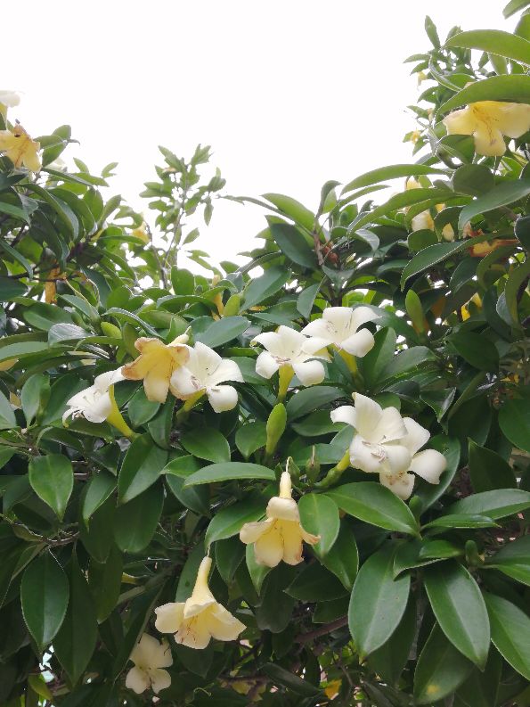 非洲茉莉，以花传情(图4)