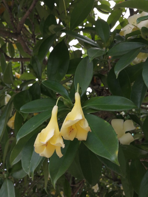 非洲茉莉，以花传情(图5)