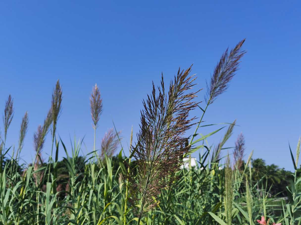 芦花荡里的芦苇 - 功圣花卉
