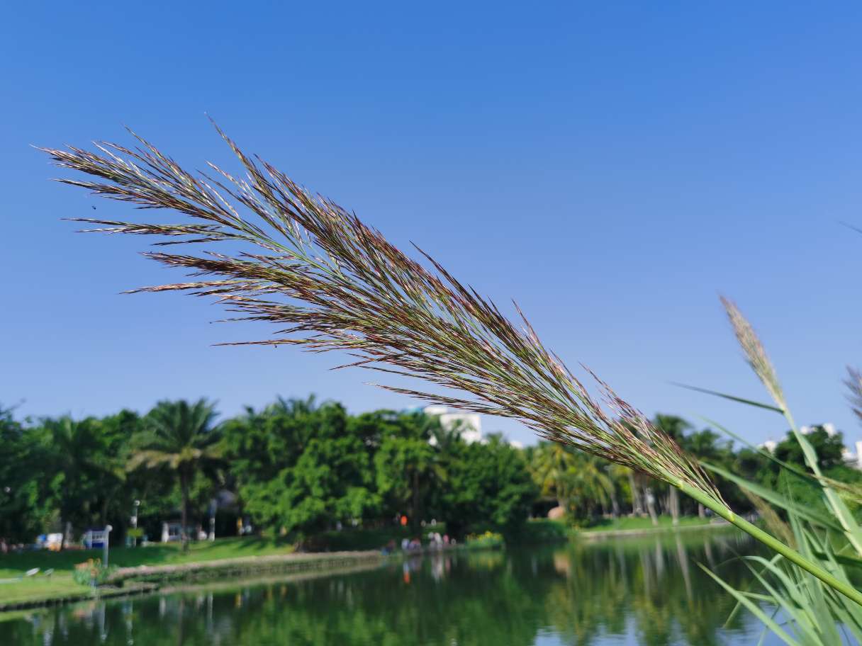 芦花荡里的芦苇(图2)