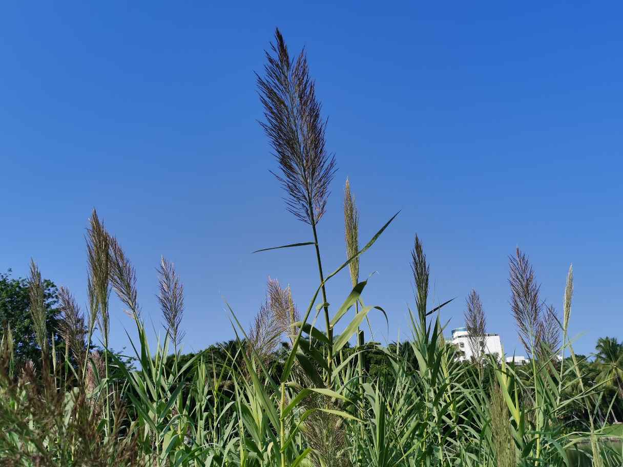 芦花荡里的芦苇(图3)