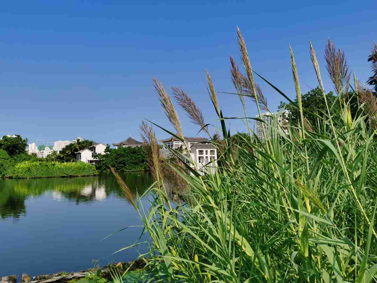 芦花荡里的芦苇(图4)