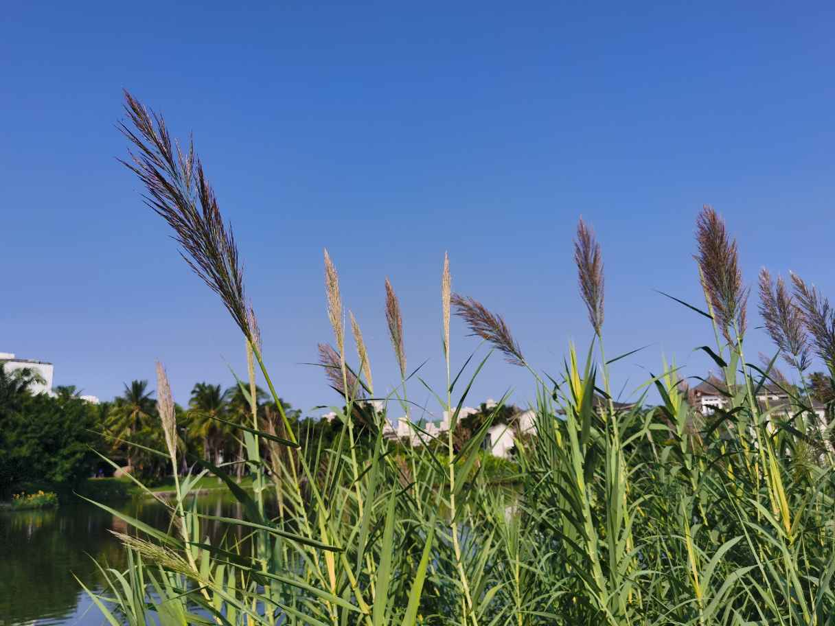 芦花荡里的芦苇(图5)