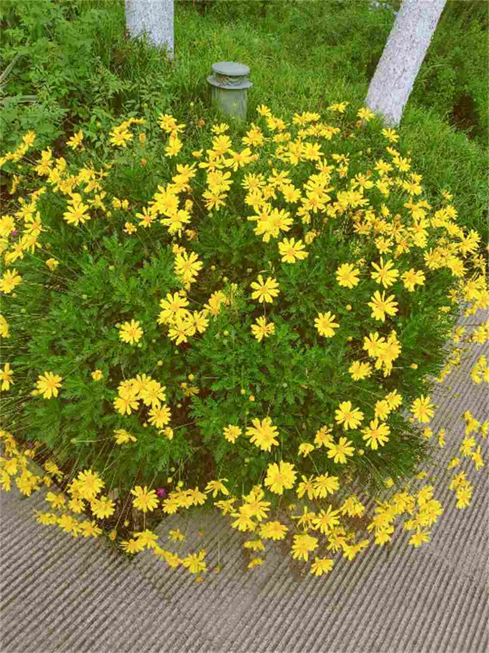 茼蒿菊还是茼蒿菜 - 功圣花卉