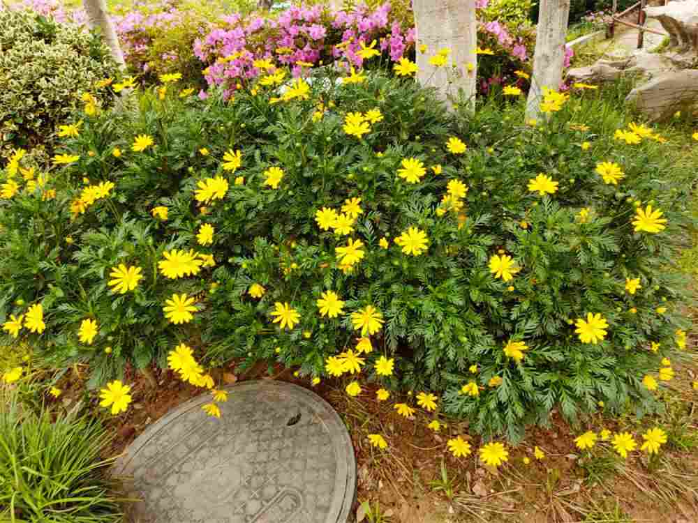 茼蒿菊还是茼蒿菜(图2)