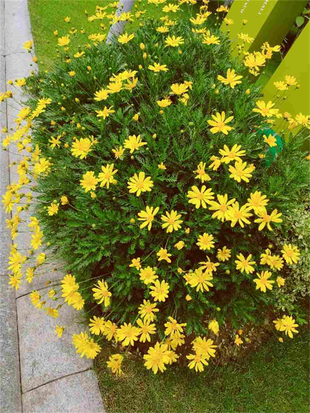 茼蒿菊还是茼蒿菜(图3)