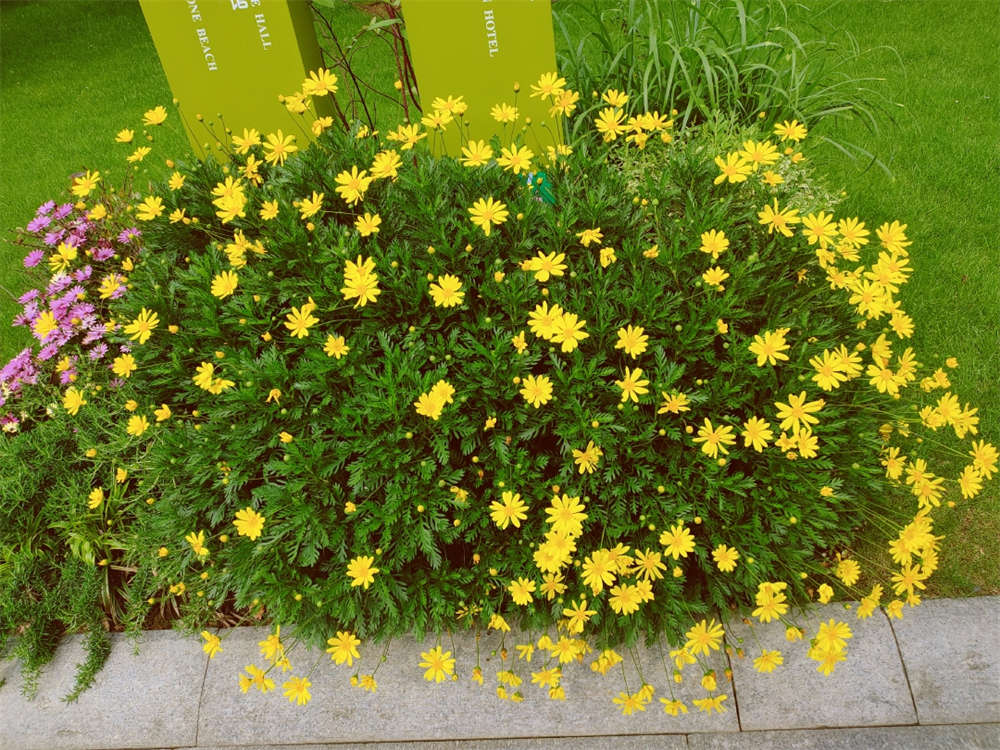 茼蒿菊还是茼蒿菜(图5)