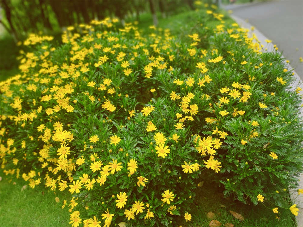 茼蒿菊还是茼蒿菜(图6)