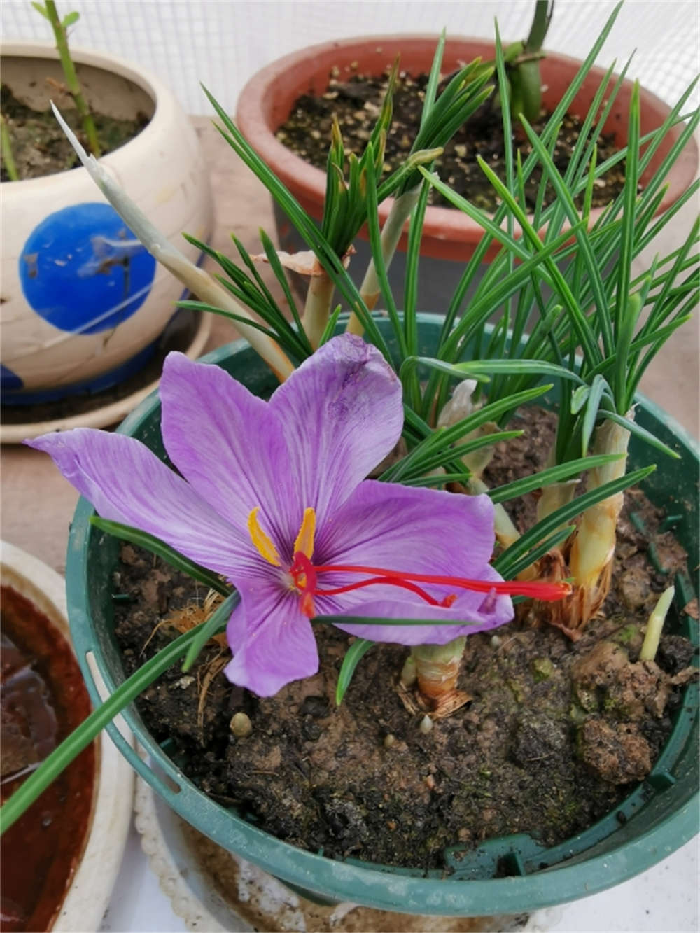 高原之上，藏红花 - 功圣花卉