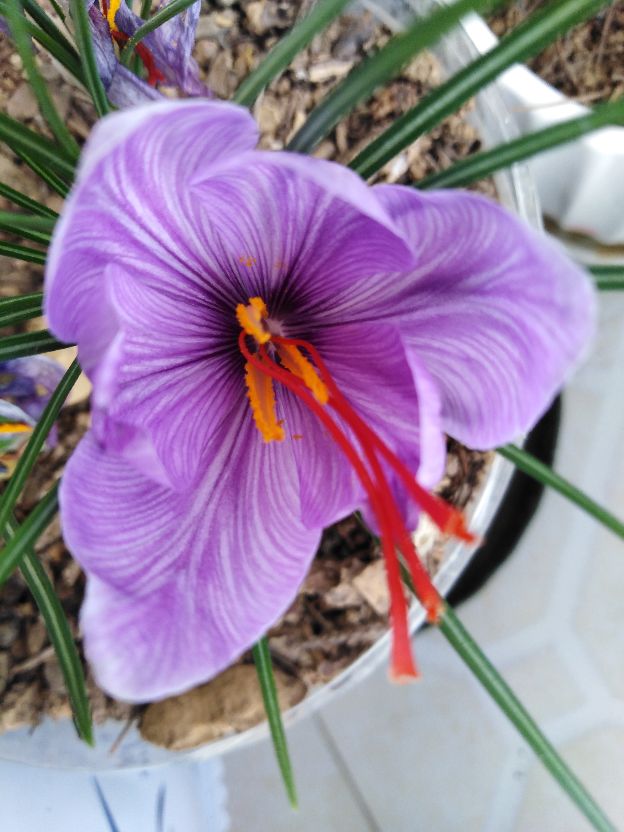 高原之上，藏红花(图2)