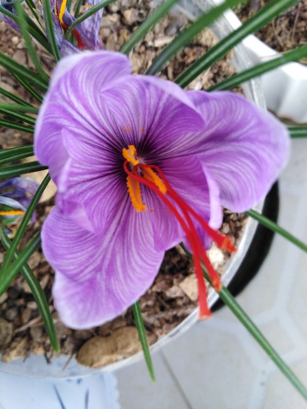 高原之上，藏红花(图3)