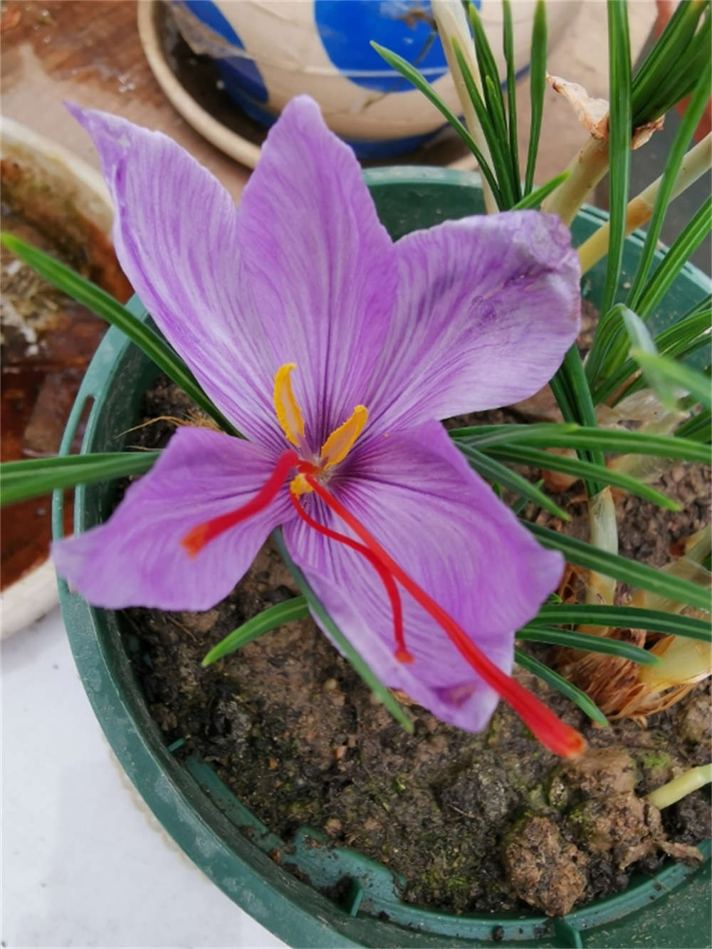 高原之上，藏红花(图4)