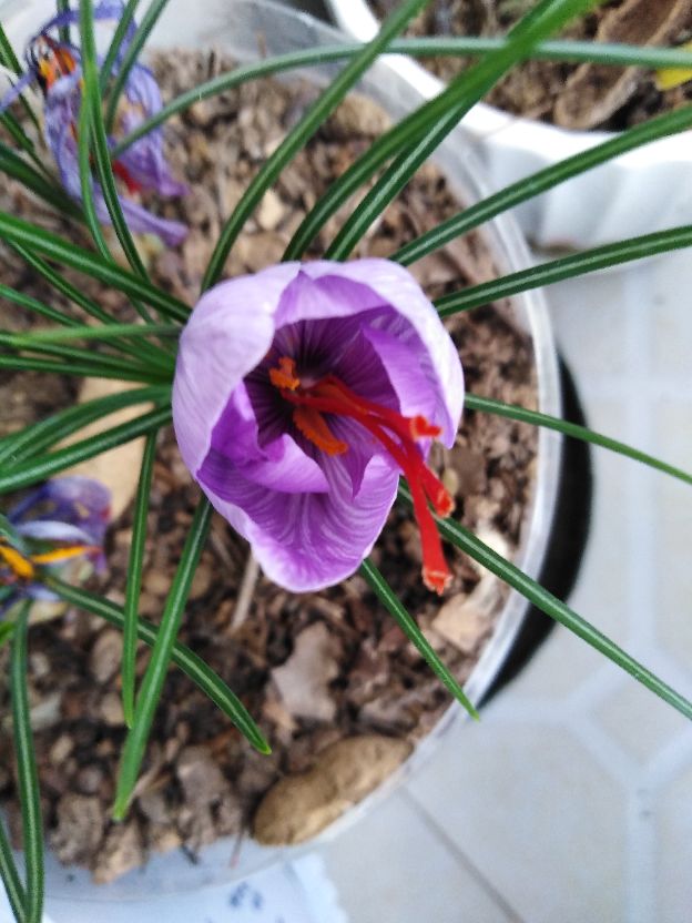 高原之上，藏红花(图5)