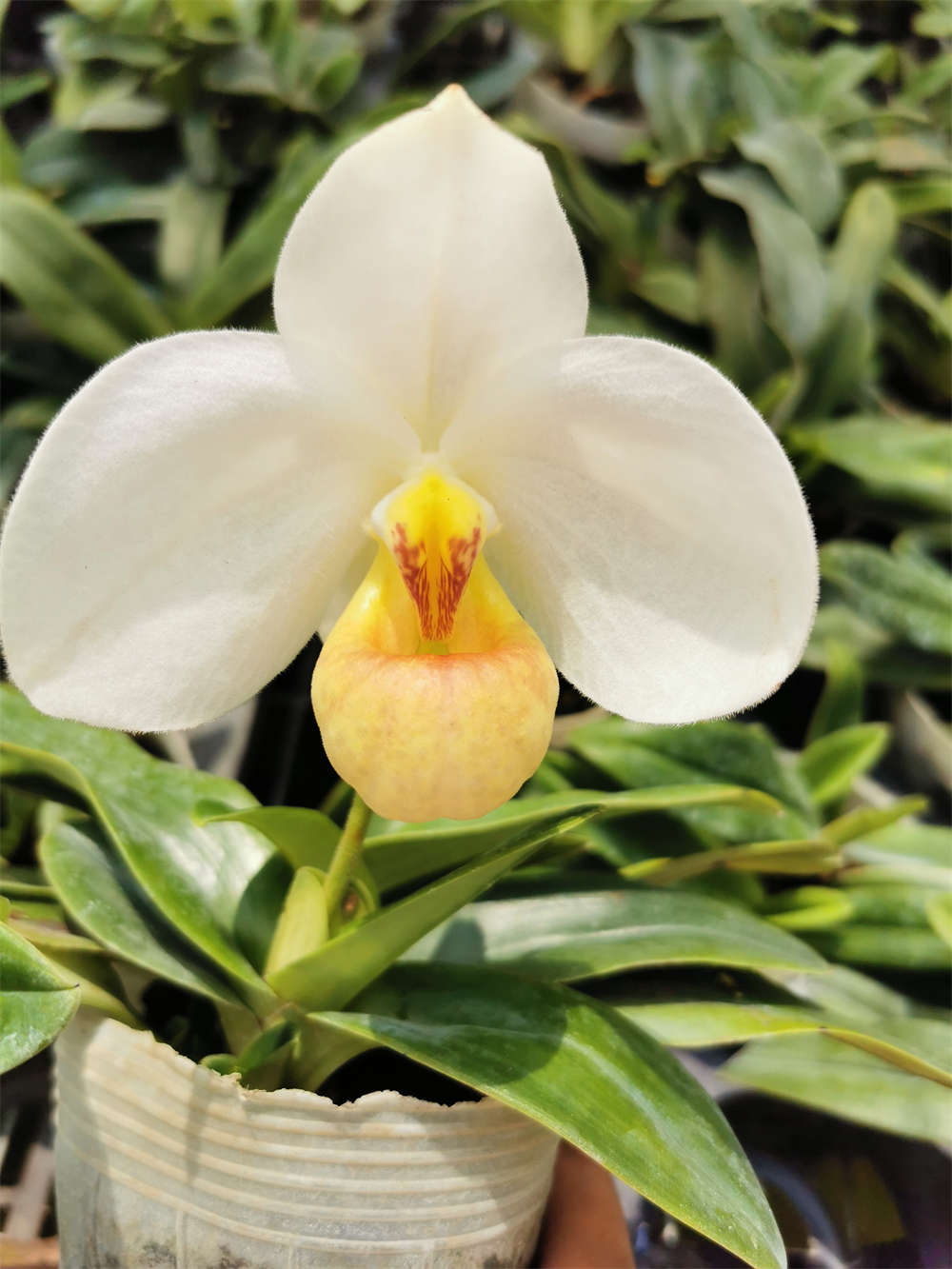 报春兜兰来报春 - 功圣花卉