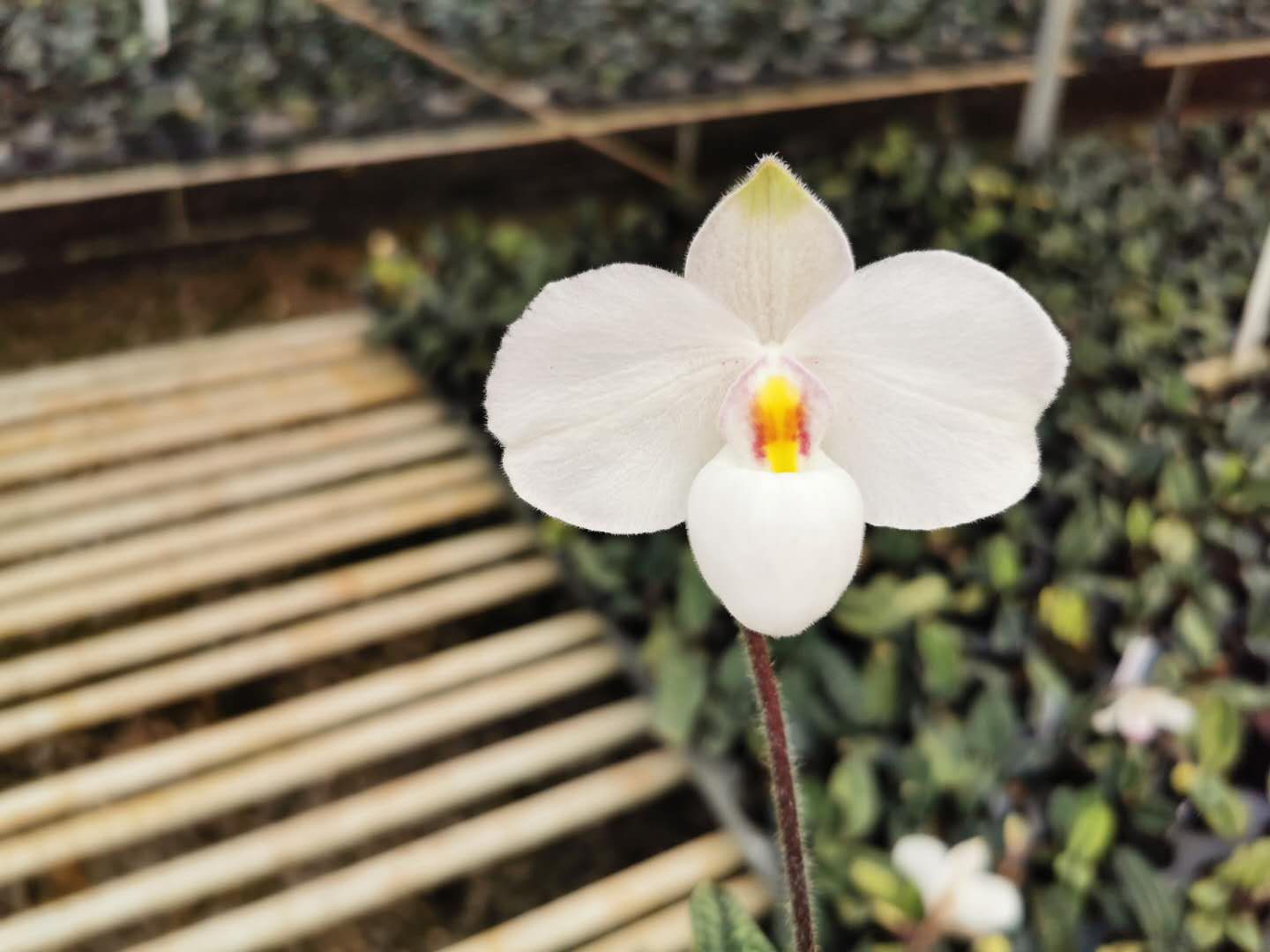 报春兜兰来报春(图2)