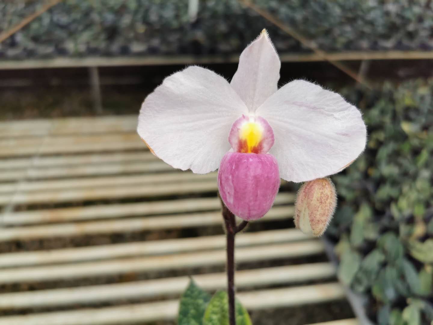 报春兜兰来报春(图3)