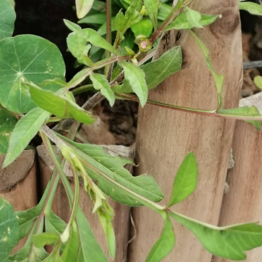 还让不让人好好看花了——巧克力秋英 - 功圣花卉