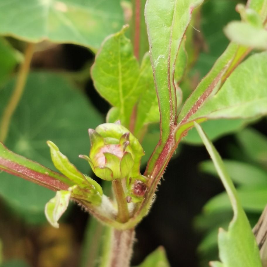 还让不让人好好看花了——巧克力秋英(图2)