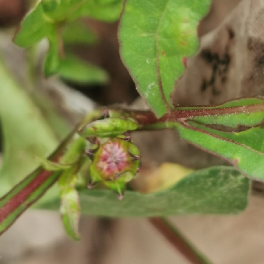 还让不让人好好看花了——巧克力秋英(图3)