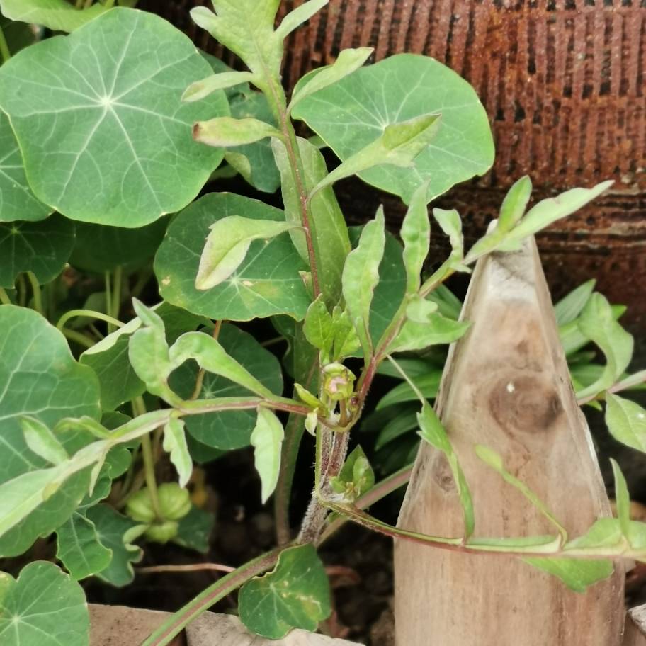 还让不让人好好看花了——巧克力秋英(图4)