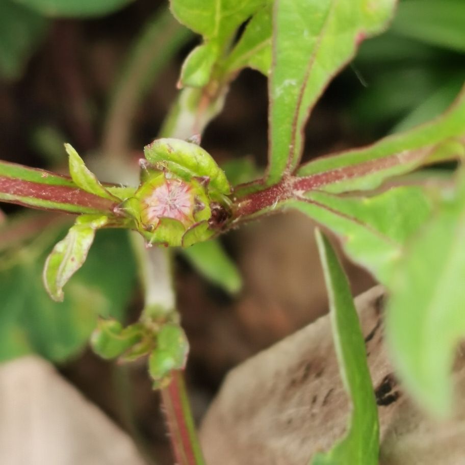 还让不让人好好看花了——巧克力秋英(图5)