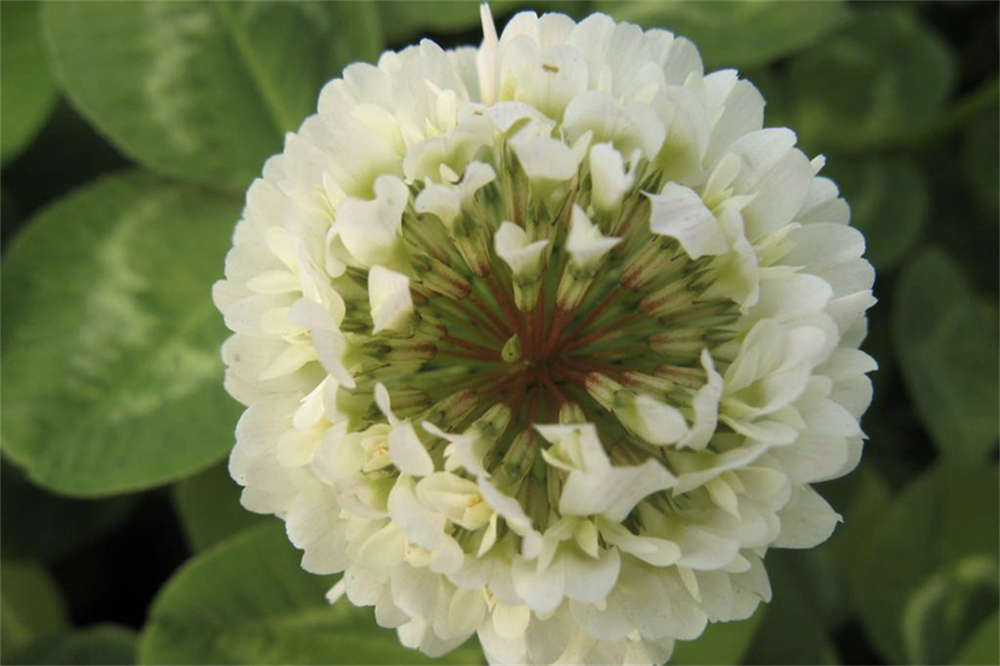 爱尔兰的白花酢浆草 - 功圣花卉