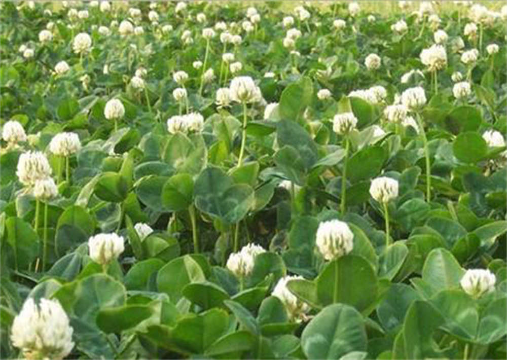 爱尔兰的白花酢浆草(图2)