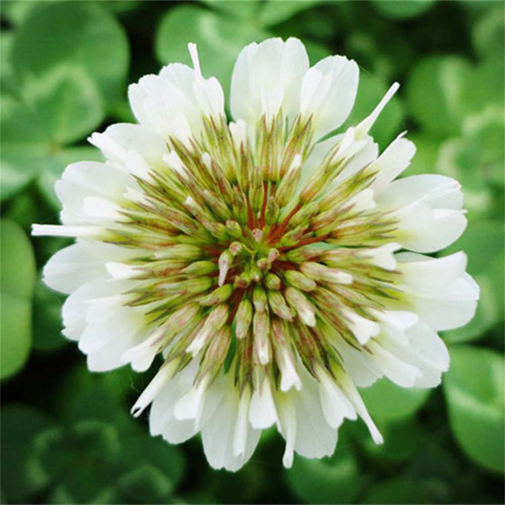 爱尔兰的白花酢浆草(图3)