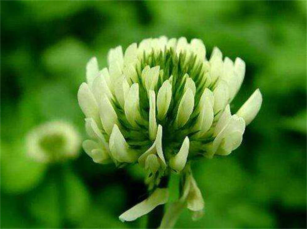 爱尔兰的白花酢浆草(图4)