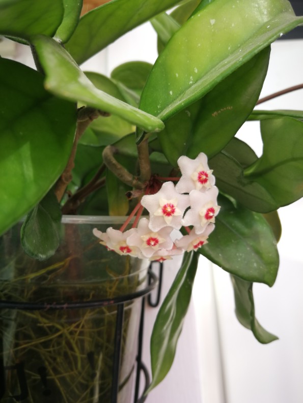 簇拥的花球——球兰 - 功圣花卉