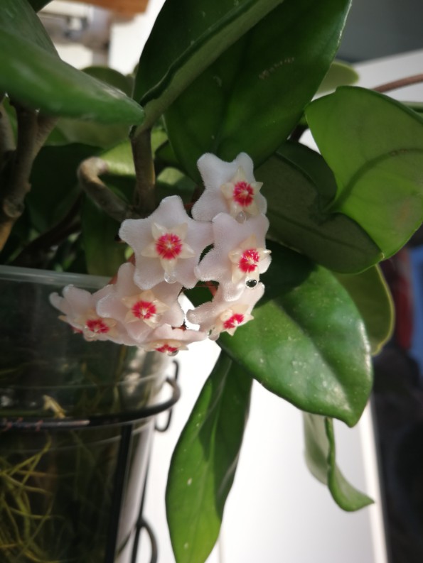 簇拥的花球——球兰(图2)