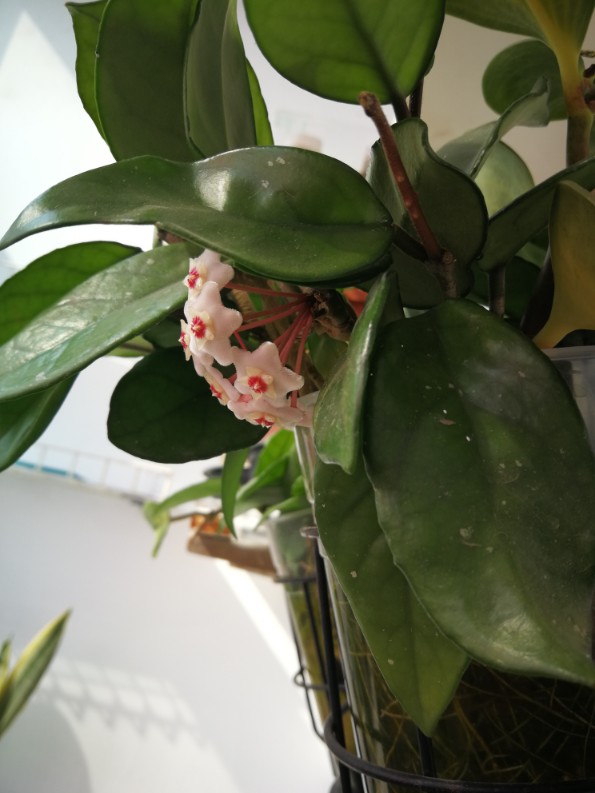 簇拥的花球——球兰(图3)