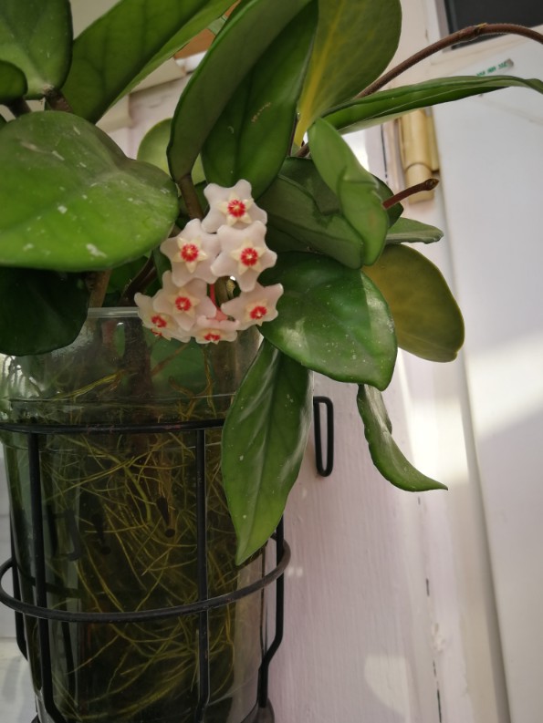 簇拥的花球——球兰(图4)