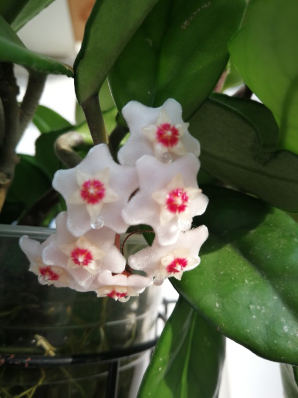 簇拥的花球——球兰(图5)