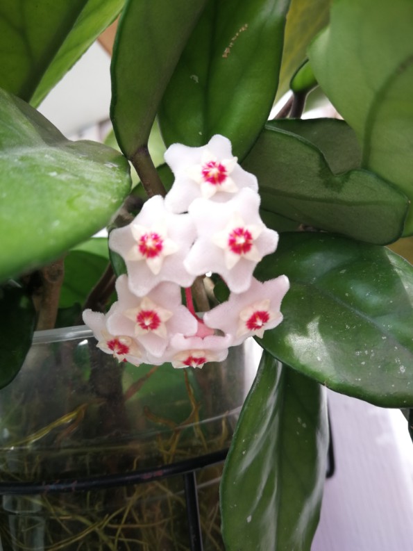 簇拥的花球——球兰(图6)