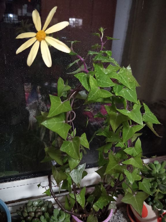 绿色翡翠绿玉菊 - 功圣花卉