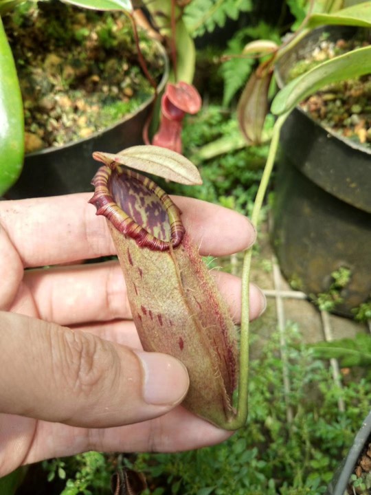小小神器——猪笼草 - 功圣花卉